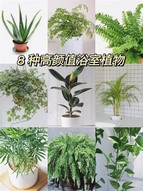 適合放浴室的植物|浴室風水放什麼植物？室內植物專家授你活用植物提升居家生活品。